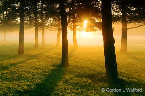 Trees In Misty Sunrise_21454.jpg - Photographed near Smiths Falls, Ontario, Canada.